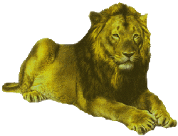 Gif animé lion couché